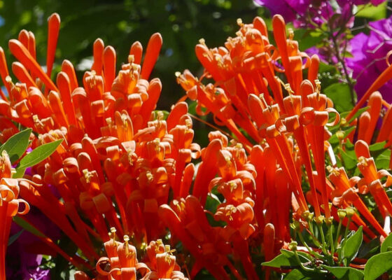 Flower in Juayua, El Salvador, along the Ruta de Flores