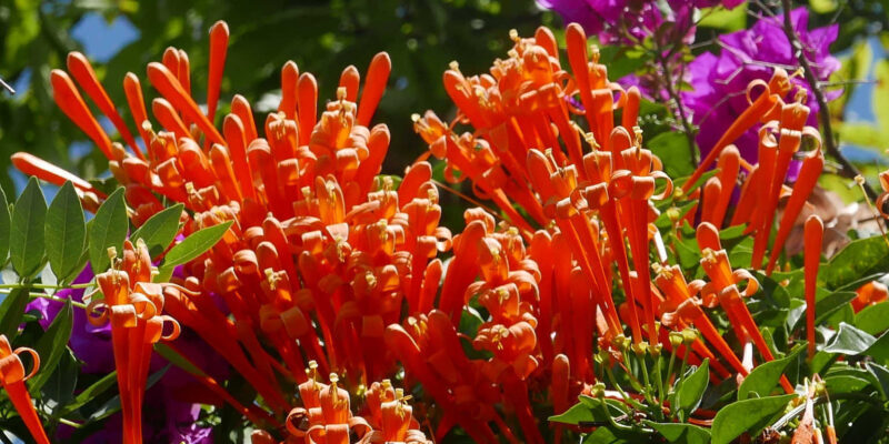 Flower in Juayua, El Salvador, along the Ruta de Flores
