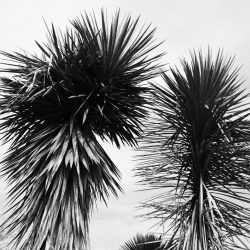 Plant in the botanical garden in San Miguel de Allende