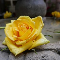 Detail of a rose in San Miguel de Allende courtyard