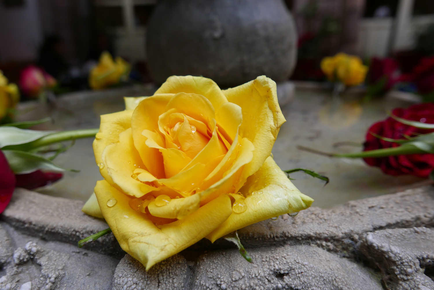 Detail of a rose in San Miguel de Allende courtyard