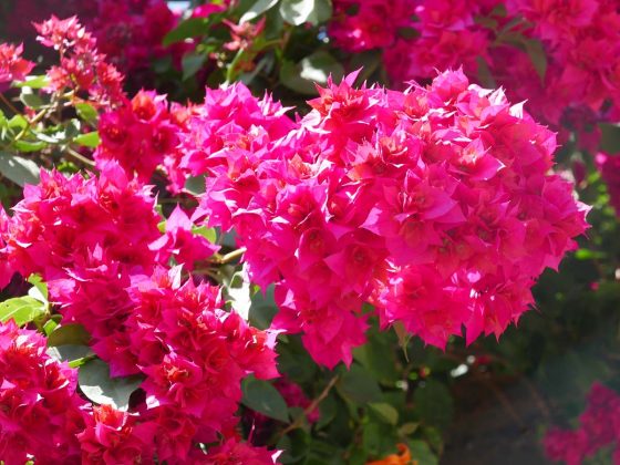 Flowers in Juayua, Ruta de Flores, Juayua
