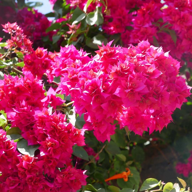 Flowers in Juayua, Ruta de Flores, Juayua