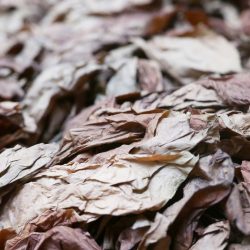 Dry tobacco leaves in a cigar factory in Esteli, Nicaragua