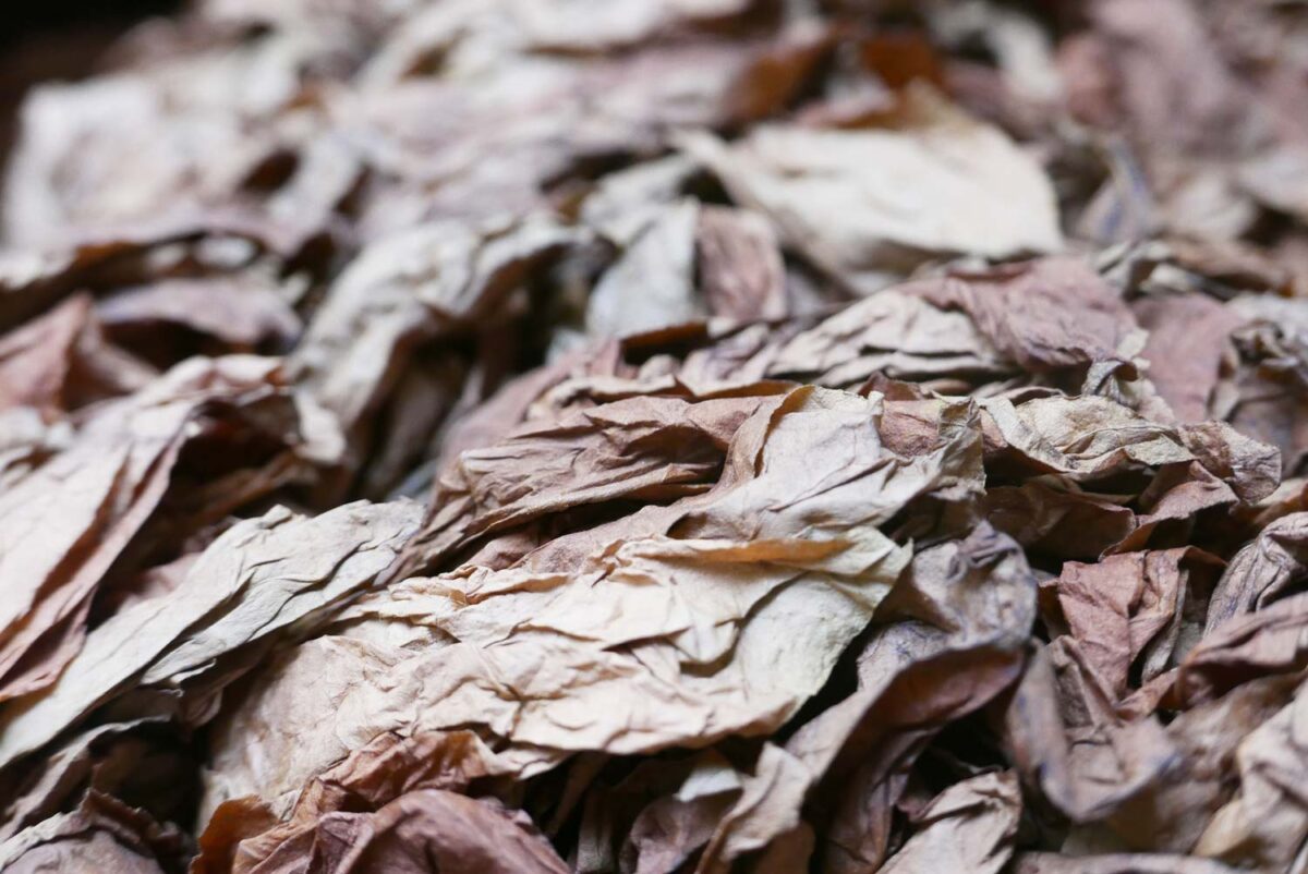 Dry tobacco leaves in a cigar factory in Esteli, Nicaragua
