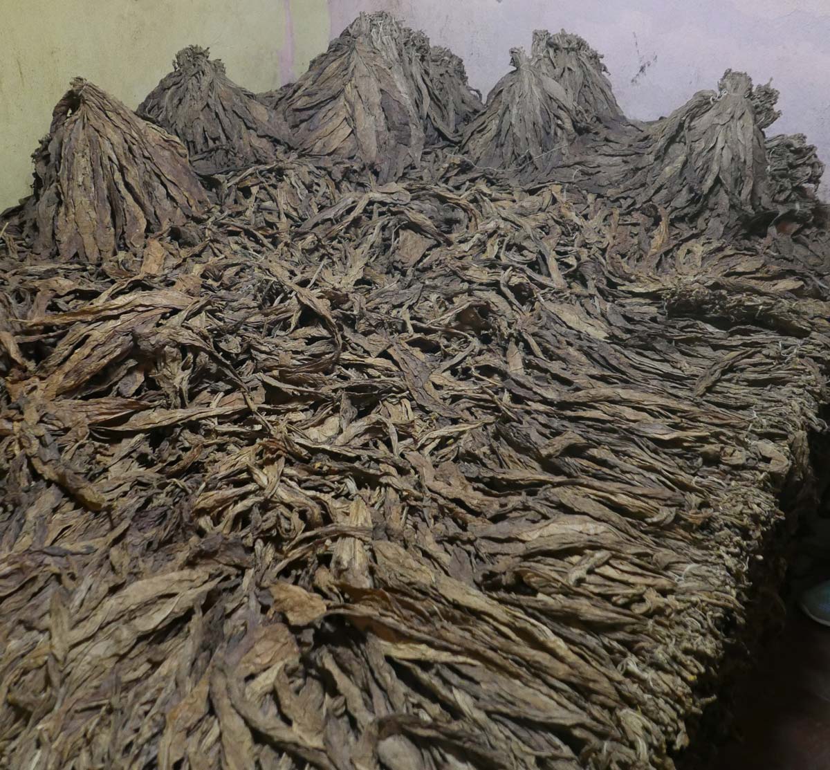 Drying tobacco leaves in a cigar factory in Esteli, Nicaragua