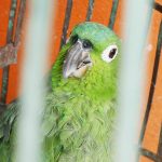 Parrot in Jinotega, Nicaragua