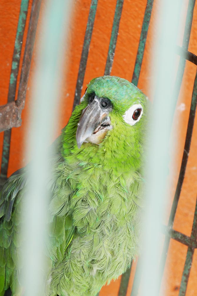 Parrot in Jinotega, Nicaragua