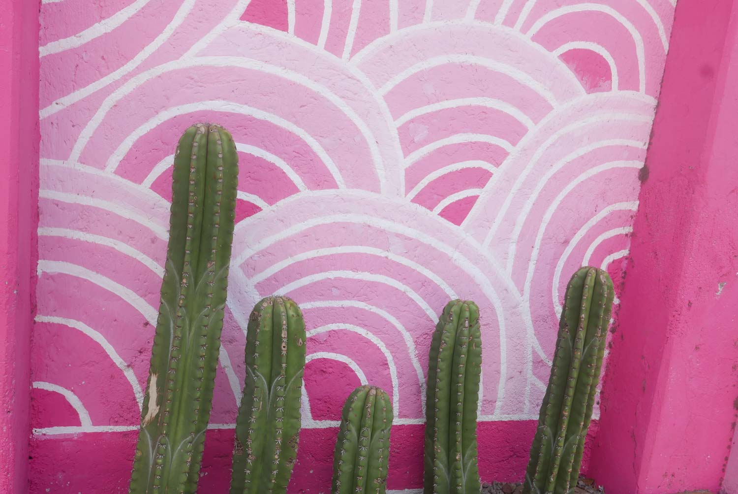 Cactus in pink in Leon, Nicaragua