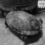 Turtle in Ortiz Gurdian museum in Leon, Nicaragua