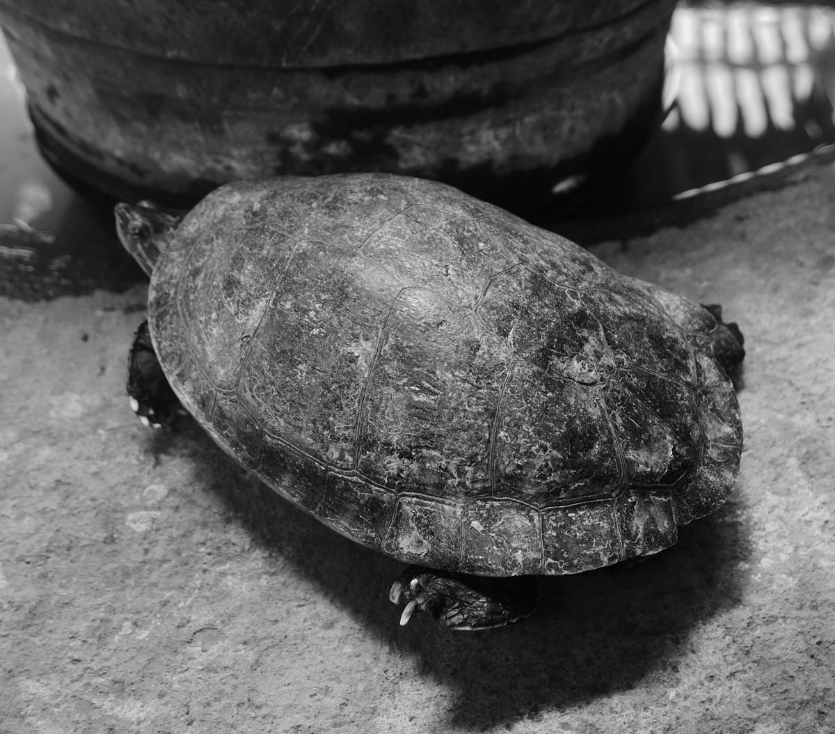 Turtle in Ortiz Gurdian museum in Leon, Nicaragua