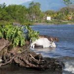 Deer taking a bath in San Jose del Sur on Ometepe island in Nicaragua