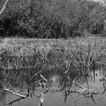 Driftwood in a lake in Charco Verde nature park on Ometepe island in Nicaragua