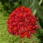 Red flower in Charco Verde nature park on Ometepe island in Nicaragua