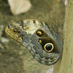 Magic butterfly in Charco Verde nature park on Ometepe island in Nicaragua