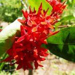 Red and orange flower in Charco Verde nature park on Ometepe island in Nicaragua