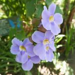 Purple flower in Charco Verde nature park on Ometepe island in Nicaragua