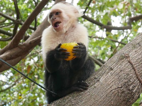 Monkey on Ometepe island in Nicaragua