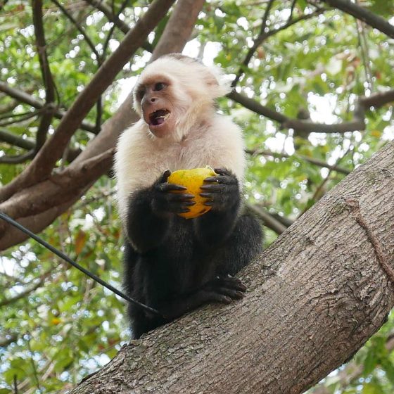 Monkey on Ometepe island in Nicaragua