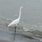 Bird on San Fernando beach on Ometepe island in Nicaragua