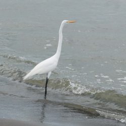Bird on San Fernando beach on Ometepe island in Nicaragua