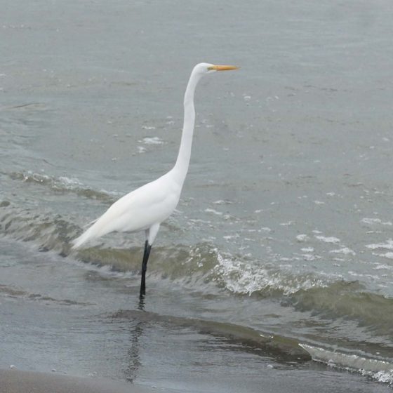 Bird on San Fernando beach on Ometepe island in Nicaragua