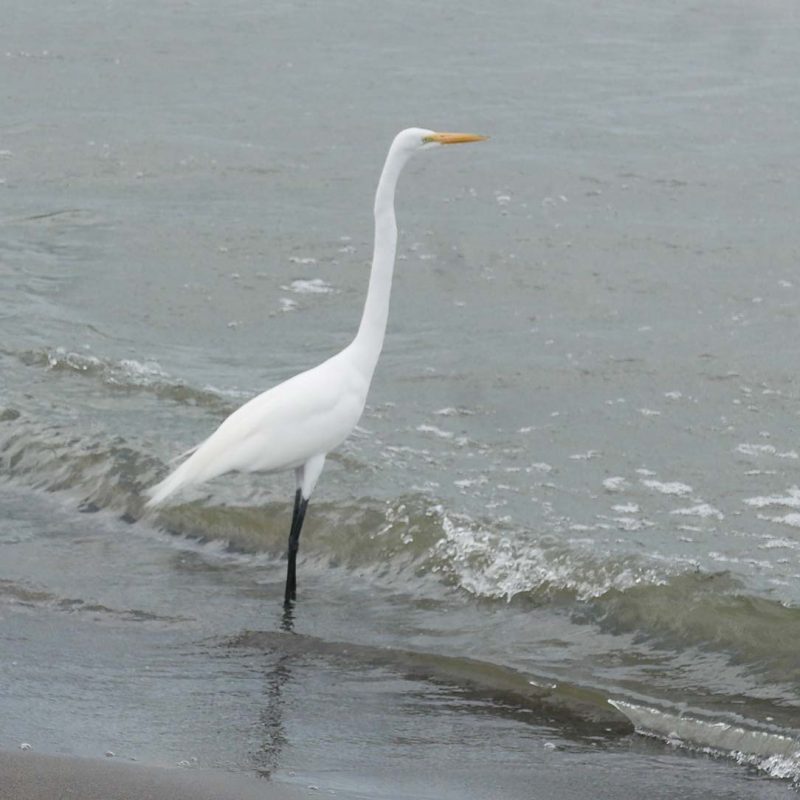 Bird on San Fernando beach on Ometepe island in Nicaragua
