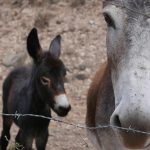 Somoto canyon is known for its beautiful donkeys