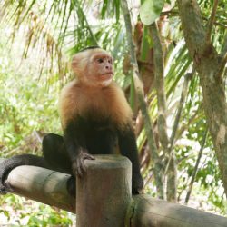 Monkey near Punta Cathedral part of Manuel Antonio national park