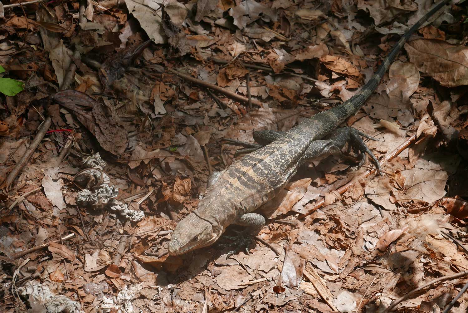 Iguana in Manuel Antonio national park
