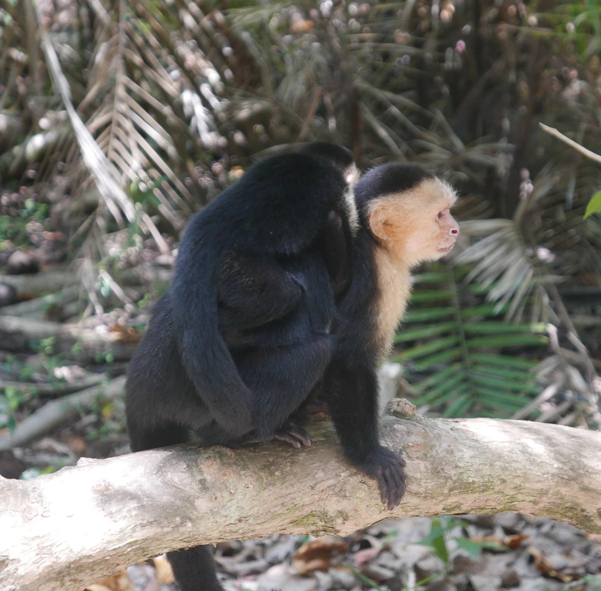 Two monkeys near water tap near Playa Espadilla Sur in Manuel Antonio national park
