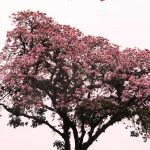 Amazing tree towards La Sabana park in San Jose, Costa Rica