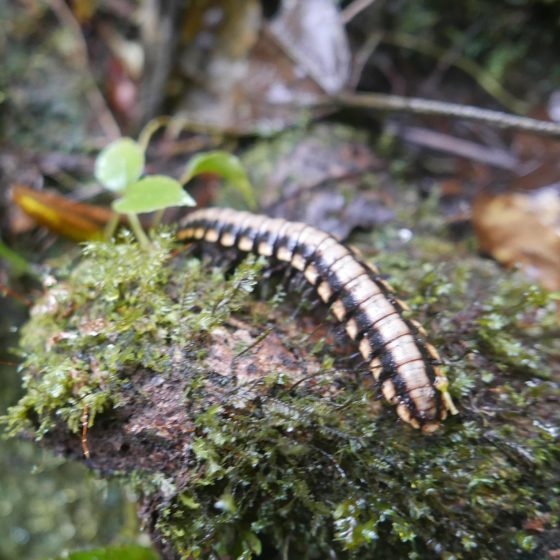 Centipede in Santa Elena cloud forest