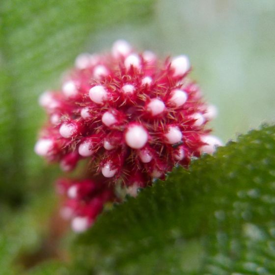 Flower in Santa Elena cloud forest