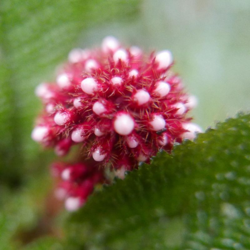 Flower in Santa Elena cloud forest