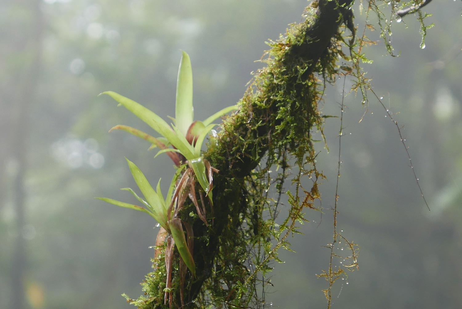 Luscious plant in Santa Elena cloud forest