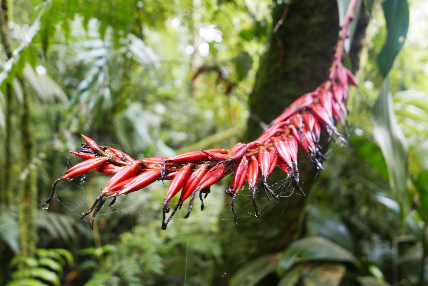 Red plant in Santa Elena clouds forest