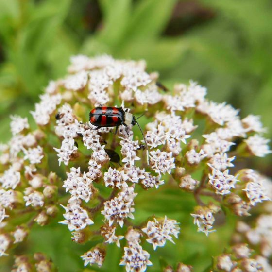 Ladybug in Santa Elena village in Costa Rica