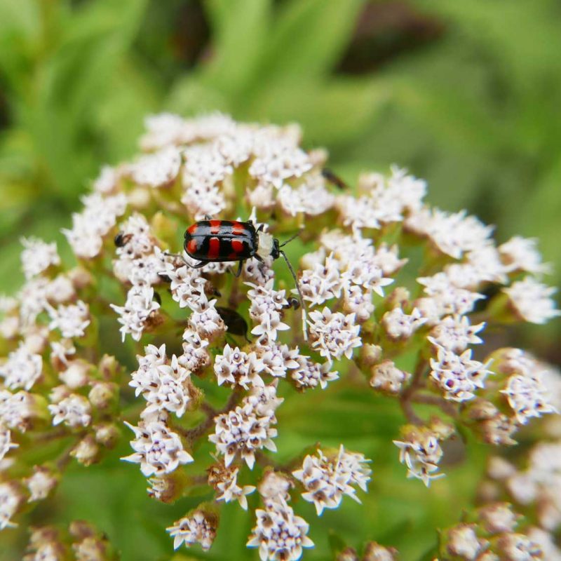 Ladybug in Santa Elena village in Costa Rica