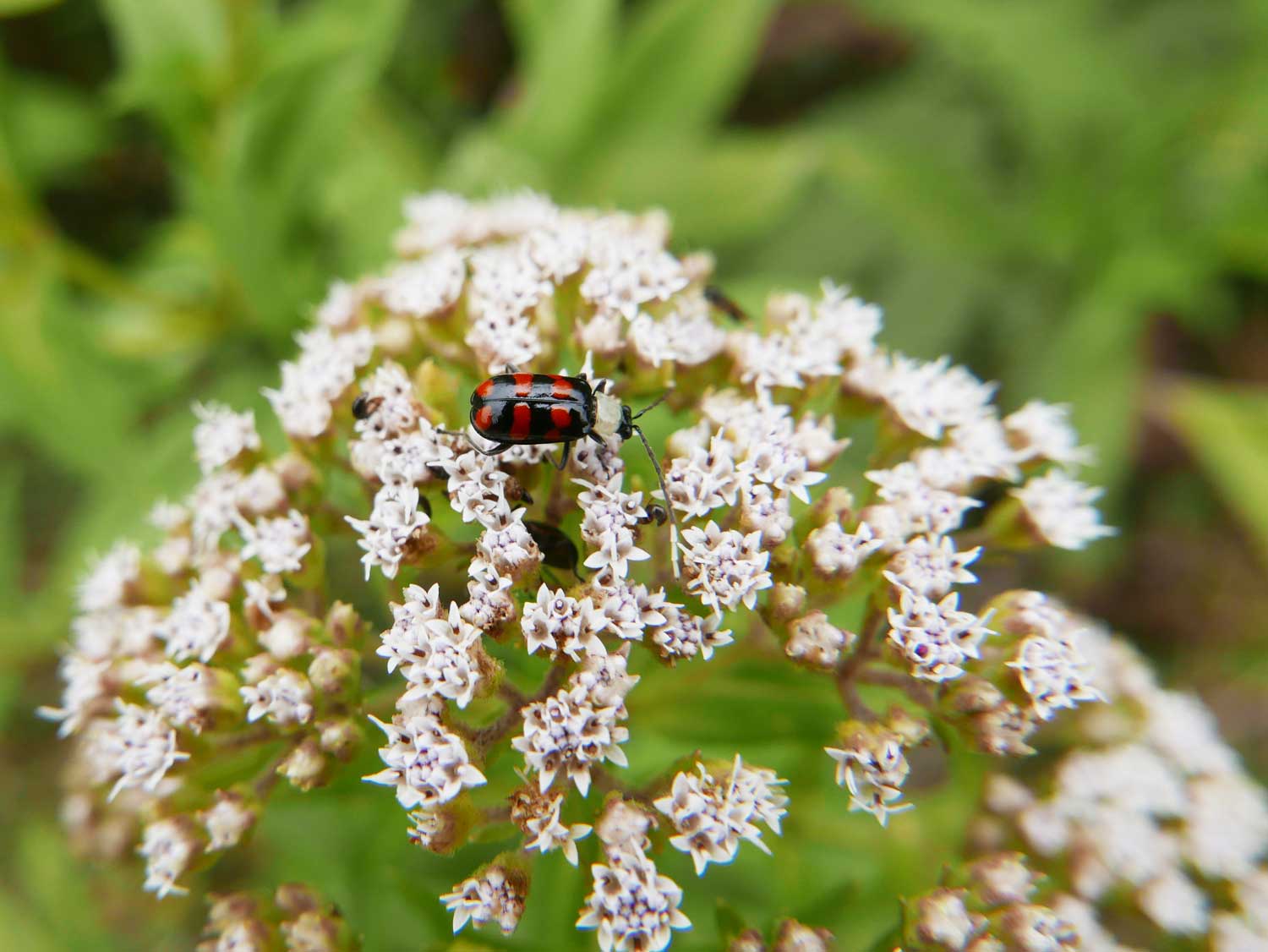 Ladybug in Santa Elena village in Costa Rica