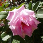 Pink flower in Santa Elena village