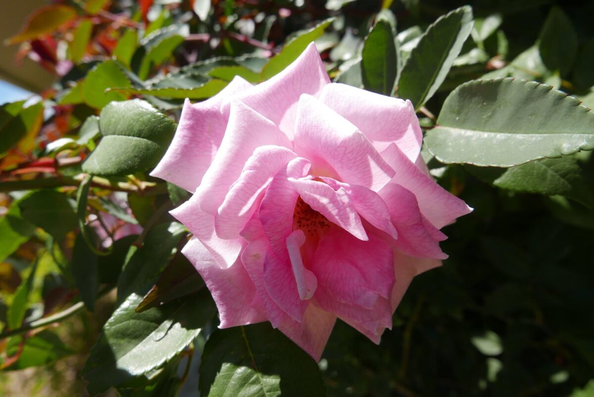 Pink flower in Santa Elena village