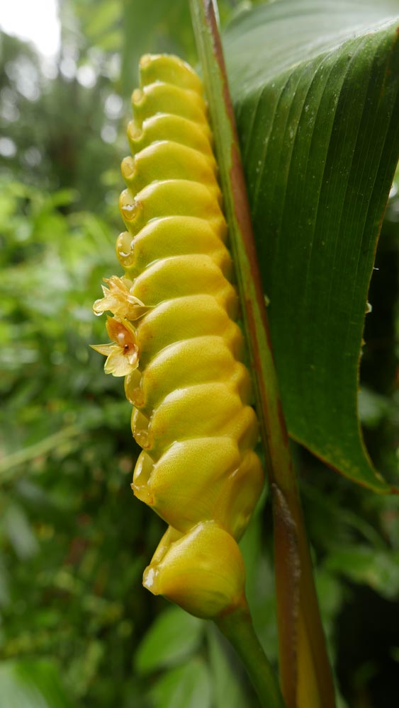 Yellow plant in Santa Elena cloud forest