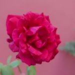 Rose outside at the entrance of Iglesia El Rosario in San Salvador