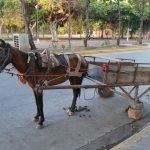 Donkey on the way to the beach in Granada, Nicaragua