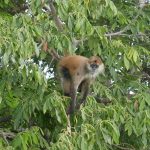 Monkey Island on Las Isletas