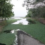 Swamp near Las Isletas
