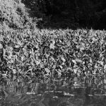 Vegetation in the water of Las Isletas