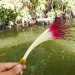 Vibrant colored plant in Las Isletas