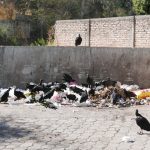 Birds combing through the garbage near the center of Matagalpa